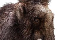 Woolly