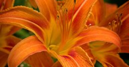 Orange Blossom
