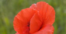 Poppy