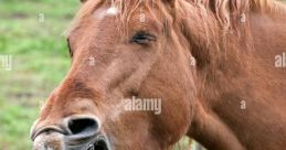 Neigh