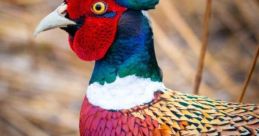Northamericanbirds