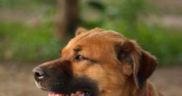 Perro