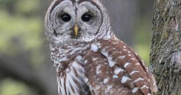 Barredowl