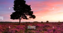 Heathland