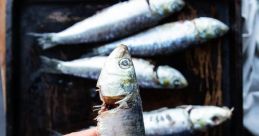 Sardine