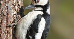 Great-Spotted-Woodpecker