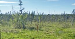 Bog