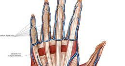 Hand-Inside