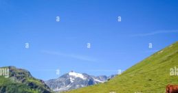 Pasture As you stand in the middle of the vast pasture, surrounded by the gentle rustling of the tall grass and the