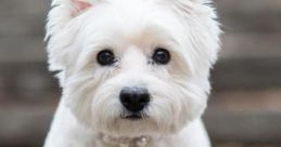White (England) West Yorkshire, Stainland Male 48yo