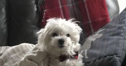 Maltese (Malta) Male 35yo