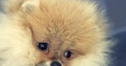 German (Germany) Male 80yo, Dramburg, Pomerania