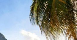 Saint Lucian (Saint Lucia) California, New York, St. Thomas Female 44yo