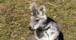 Australian (Australia) South Australia, Wallaroo, Female 67yo