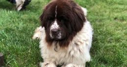 Canadian (Canada) Newfoundland, Calvert Female 53yo