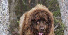 Canadian (Canada) Newfoundland, Eastport Male 36yo