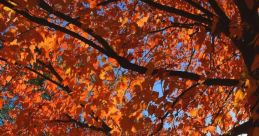 Leafes