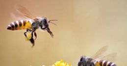 Bees-Buzzing If you ever find yourself wandering through a field on a warm summer day, you may come across a symphony of