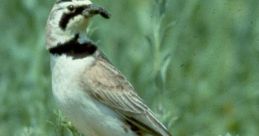 Lark