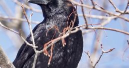Crow