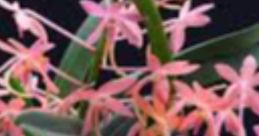 VCherryBlossomx