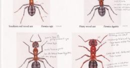 Ant B (Originally From the Northwest, with a Natural Style and a Broad Scope) Type your text to hear it in the voice of