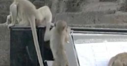 Paul the Monkey