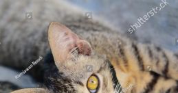 Cat Lookabaugh (Expression Conveys Meaning That Goes Beyond Just the Words Themselves) Type your text to hear it in the