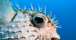 Pufferfish