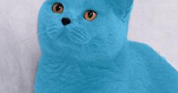 Smurfcat