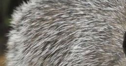 Russianbadger