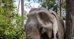 Elephant Jungle Sanctuary Thailand Elephant Jungle Sanctuary in Thailand. Type your text to hear it in the voice of Elephant
