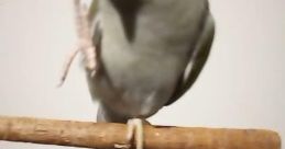 BirdTricks