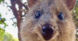 Quokka The Happiest Animal In The World