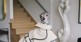 Tika the Iggy
