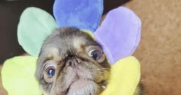 KingChilliThePug