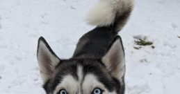 The Husky Moon