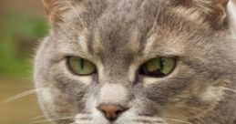 Poes