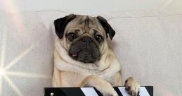 Doug The Pug