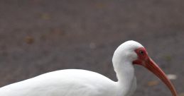Ibis