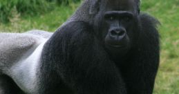 Gorrila Gorrila