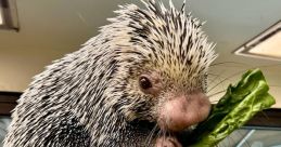 Rico The Porcupine