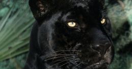 BlackJaguar-WhiteTiger