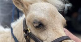 R&R Ranch Miniature Horse Sanctuary