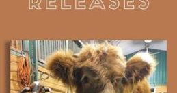 Buckley The Highland Cow
