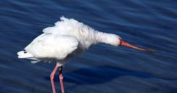 Sillybird