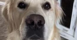 Charlie the Golden Type your text to hear it in the voice of Charlie the Golden. Charlie, a delightful Golden Retriever,