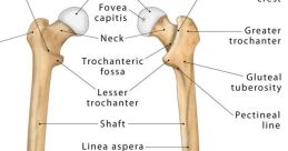 Femur