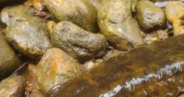 Hellbenders