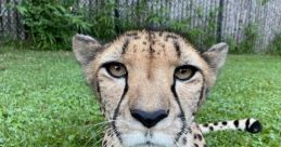 Cincinnati Zoo Cheetahs